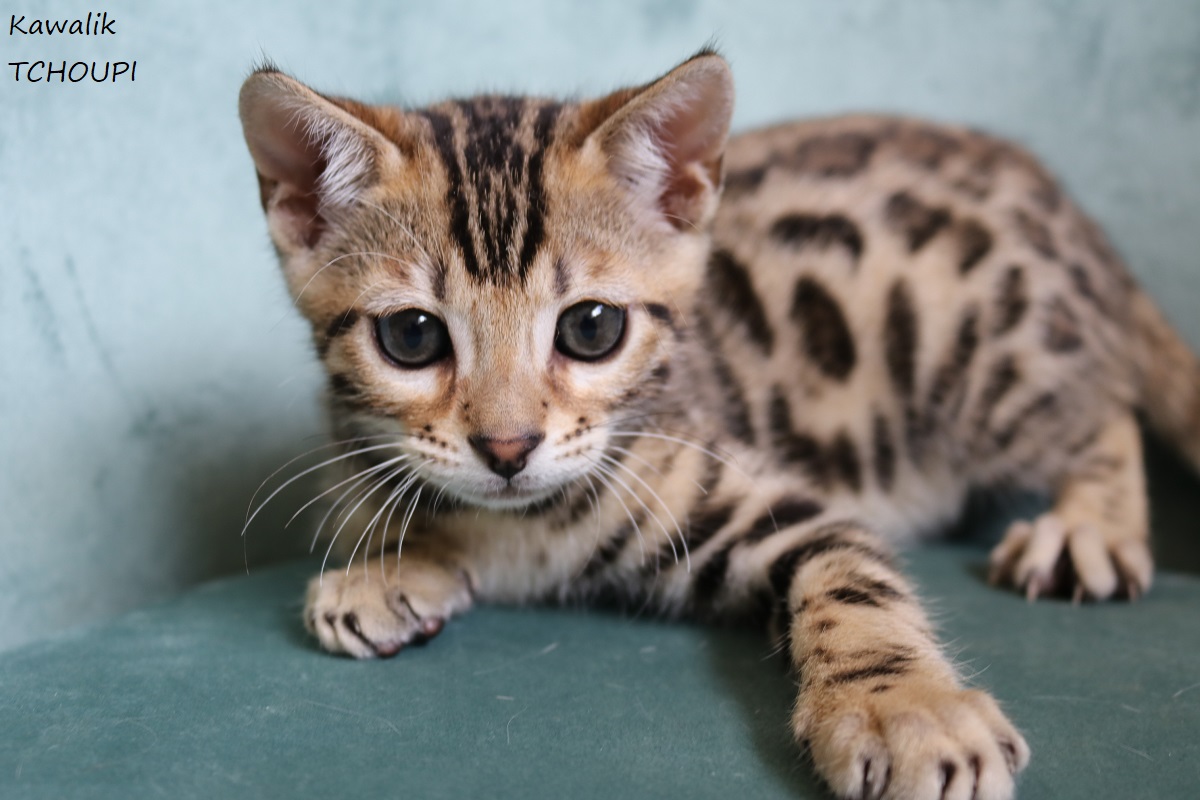 chaton bengal